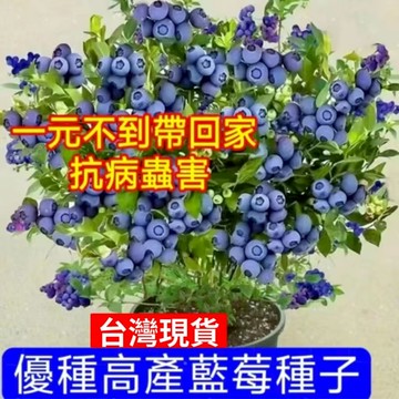 現貨💥藍莓種子（1000粒）十二款藍莓種子 樹莓種子 個大超甜藍莓 四季種植盆栽地栽 小院陽台種植 seed 盆栽藍莓