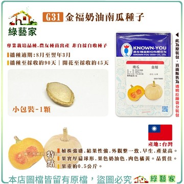 【綠藝家】G31.金福奶油南瓜種子1顆 (有藥劑處理) 新品種小果奶油南瓜 早生豐產 肉質Q甜