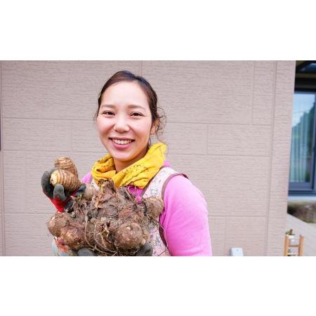 ふるさと納税 ゆうき自然農場　小郡産の里芋「赤芽大吉」2.5ｋｇ　ふくおかエコ農産物認証 福岡県小郡市