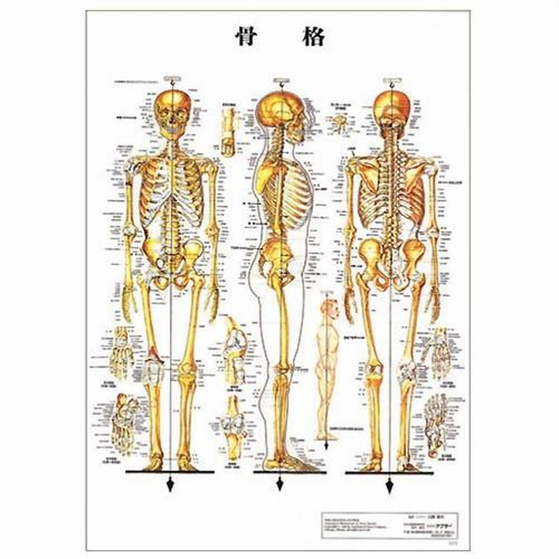 3D鍼灸経路経穴図（2種セット）｜アトラストア:鍼灸接骨院向け卸通販