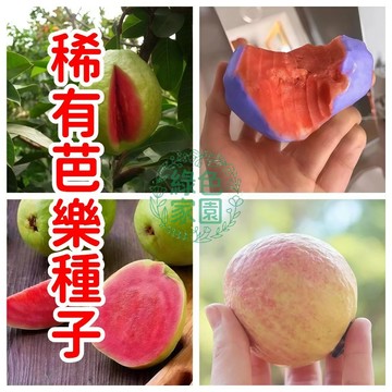 🔥臺灣原生芭樂籽🔥限時優惠！自己種出香甜脆口芭樂～超新鮮高發芽率｜四季可種｜迷你盆栽｜綠化生活｜居家療癒小物