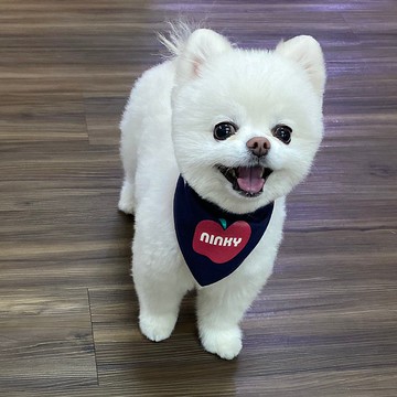 寵物姓名訂製 客製化反光領巾 貓咪狗狗 夏天 禮物