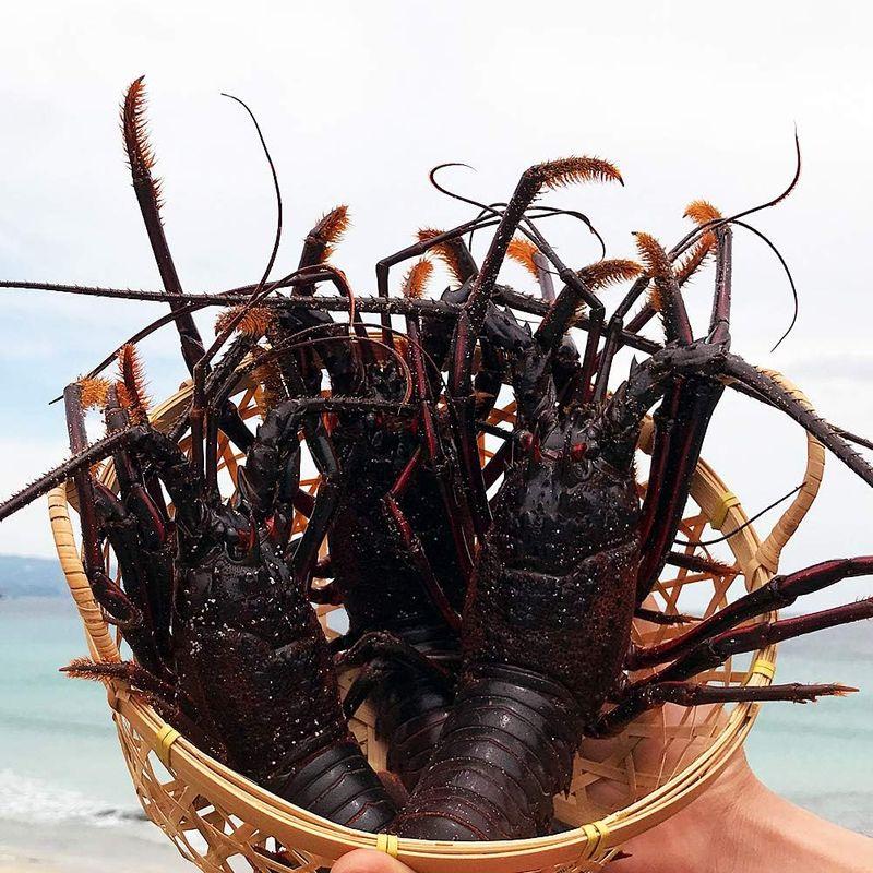 代引き不可活き 伊勢海老 1kg 伊豆 下田 生きたまま 刺身 伊勢エビ イセエビ (大(3-4匹))