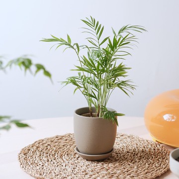 袖珍椰子/室內植物