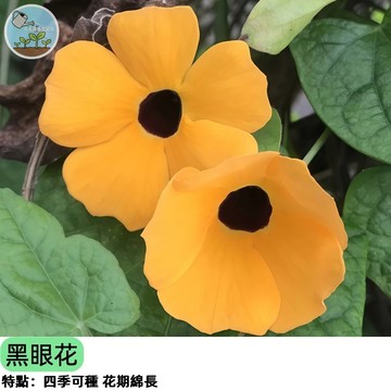 🌼【爬藤開花機器】黑眼花種子 又名跳舞女郎 耐熱耐旱 陽台花牆速成 多年生蔓性花卉 蜜源植物 四季開花