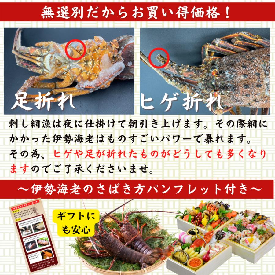 高知県産 天然 伊勢海老 約500ｇ （選べる1〜2尾） お刺身 冷凍 海鮮 BBQ