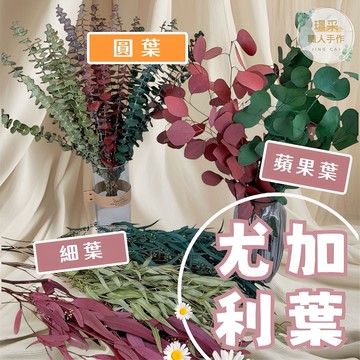 【璟采職人】永生尤加利葉 染色尤加利葉 尤加利細葉 尤加利圓葉 尤加利蘋果葉 不凋尤加利 乾燥花 永生花 不凋花 花材