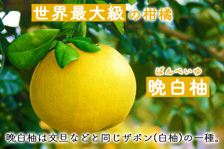 晩白柚ドレッシングセット オイル ノンオイル 各2本 熊本県氷川町産 道の駅竜北《60日以内に順次出荷(土日祝を除く)》