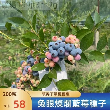 現貨🫐【兔眼燦爛藍莓種子】（1000粒）新種上市  早熟 中大果 果粒大 甜度高 香氣濃 南北部庭院陽台盆栽地栽果樹種子