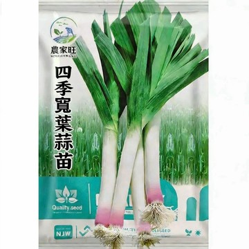 原裝現貨  宽叶蒜苗紫根種子 紫色根部 寬葉品種 家庭菜園 陽台盆栽 四季可種 蔬菜栽培 自種食材 新手友善 快速發芽
