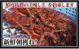 産地直送！＜生＞伊勢海老（レシピ付き）　1.2kg