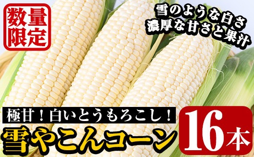 akune-24-4 ＜先行予約受付中！2024年6月下旬～8月下旬の間に発送予定＞数量限定！極甘！白いとうもろこし「雪やこんコーン」(16本)24-4