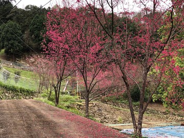 【獨家】橫山油羅農地｜買地送複合式小木屋｜新竹縣橫山鄉油羅