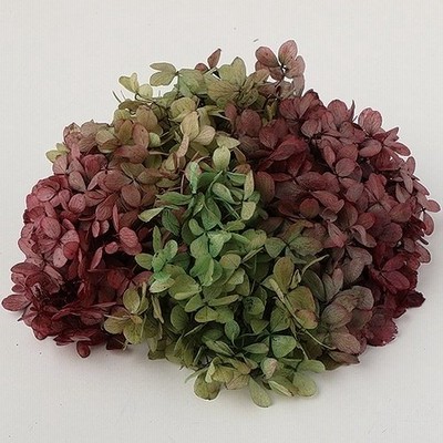 プリザーブドフラワー 花材 ソフトあじさい 水無月 ボルドー × グリーン 小分け 約1輪入 東北花材 ソフトアジサイ