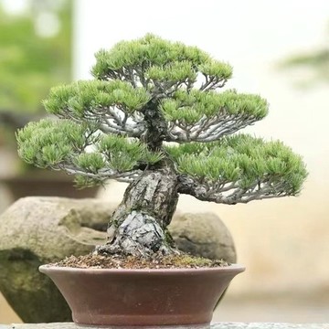 現貨現發 日式小庭盆景 松樹種子 大阪松 五葉松 那須五葉松 多款松樹種子 價格超低 發芽率超高88%