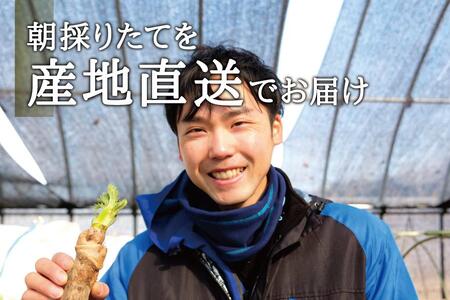 [宮城県角田市産]産地直送 朝採れ山菜　タラの芽　500g