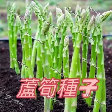 現貨【蘆筍種子】 （100粒）四季蔬菜家庭蔬菜世界名菜種籽 一次種植吃多年 根本割不完 耐寒抗熱 菜地農田小院種植 蔬菜