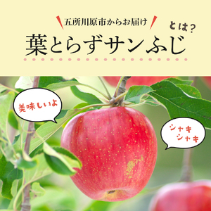  りんご 約10kg サンふじ 葉とらず 青森産