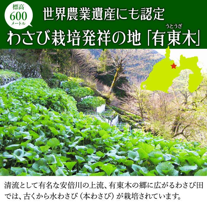 わさび栽培発祥の地「有東木」の本わさび　特大サイズ1本（1本100g以上） ワサビ 山葵 静岡 有東木 送料無料