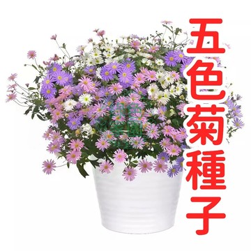【五色菊種子】易栽開花 多色混合 陽台庭院花卉 室內盆栽 花壇造景 四季可播 高發芽率 園藝植物 自播推薦