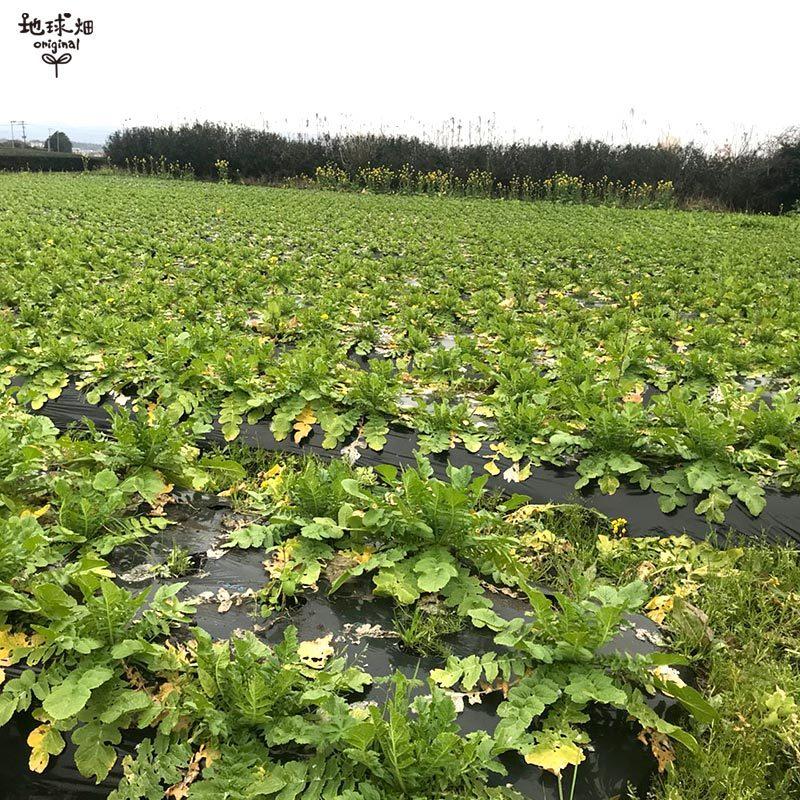 大根 6本 有機栽培 冷蔵便 鹿児島県産 宮崎県産 だいこん ダイコン 九州産 九州野菜 まとめ買い 化学肥料・農薬不使用 organic 発送期間11月下旬〜4月