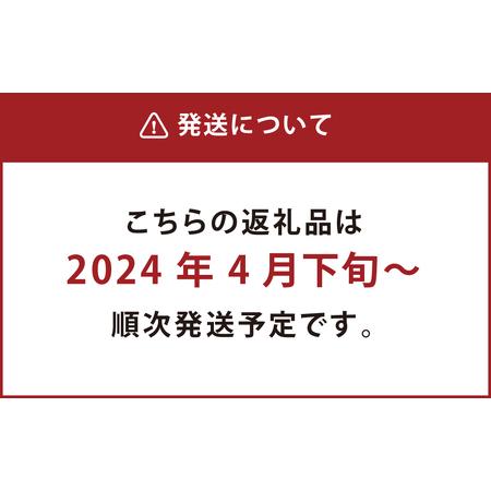 ふるさと納税 熊本産 肥後グリーンメロン 2玉入り メロン 果物 フルーツ 熊本県熊本市