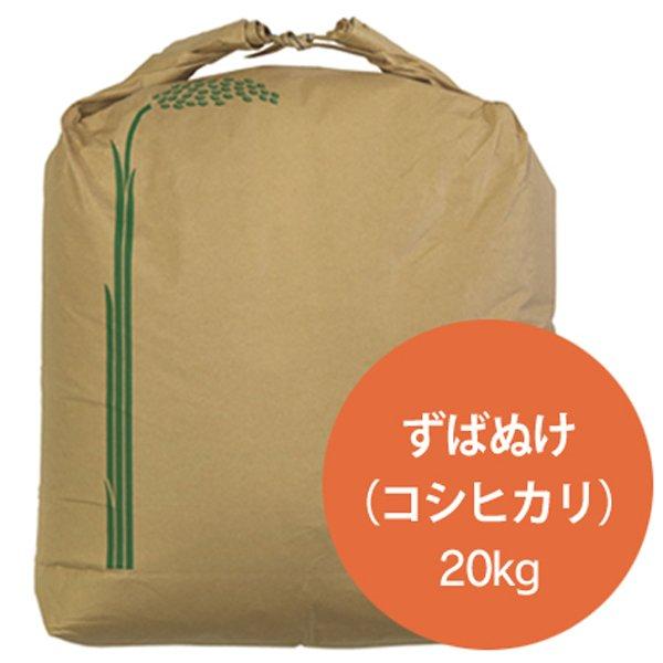 新米 令和5年  2023年産 石川県産 特別栽培米 ずばぬけ 玄米20kg コシヒカリ 一等米 産地直送 ばんば