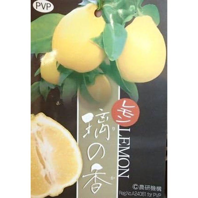 レモン 璃の香 果樹苗