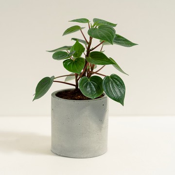 心願椒草│泥作系列│福所栽