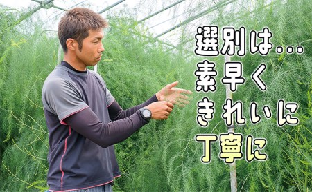 アスパラ 北海道 朝もぎ 春グリーンアスパラ 約1kg［ほりぐち農園］ ※2024年4月中旬出荷開始先行予約