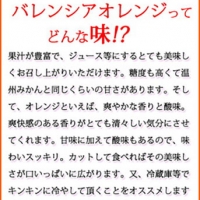 希少な国産バレンシアオレンジ 7kg ※2024年6月下旬～7月上旬頃に順次発送予定