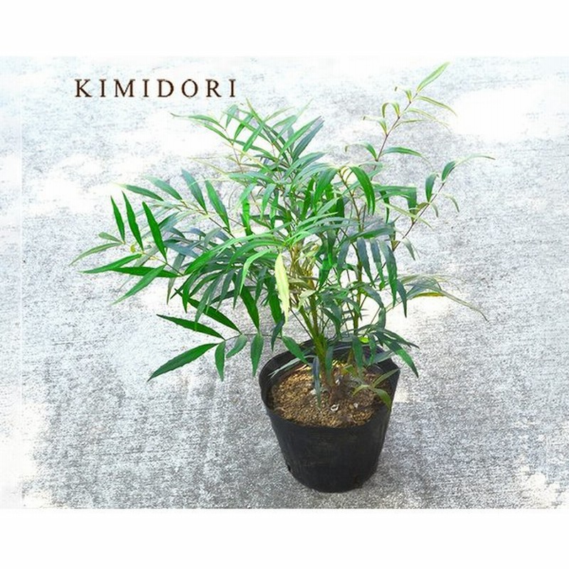 マホニアコンフューサ 約30 40cm 低木 植木 庭木 おしゃれ ガーデニング 植木 庭木 苗 苗木 観葉植物 ヒイラギナンテン 細葉マホニアコンフーサ 寄せ植え 通販 Lineポイント最大0 5 Get Lineショッピング