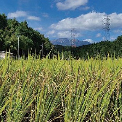 令和5年産 関ケ原町中挾地区限定米 コシヒカリ 精米 3kg 白米