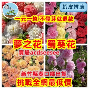 🔥🔥【庭院巨人】蜀葵花種子｜重瓣/單瓣 多年生花牆｜四季開花 耐熱耐旱｜超長花穗 鄉村風花卉 現貨速發