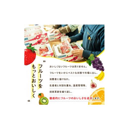 ふるさと納税 福岡県 春日市 冷凍あまおう苺(約500g×2袋・計1kg) ＜離島配送不可＞