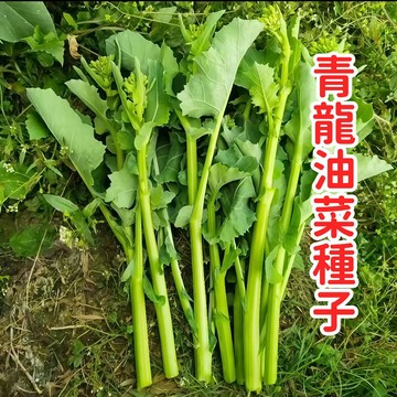 台灣青龍油菜種子 快菜 小松菜 勺仔菜 四季播種 陽台盆栽 有機蔬菜 家庭菜園 當令時蔬 脆嫩可口 採收快速 耐熱耐濕