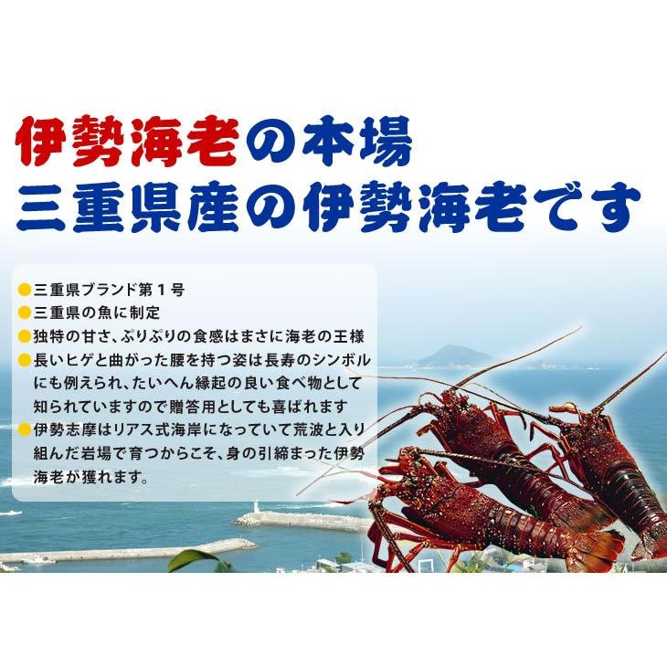 刺身用伊勢海老　活〆　180ｇ〜220ｇ　１尾　中サイズ　[凍眠冷凍伊勢海老]