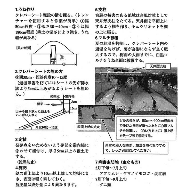 新型クレバーシート 自然薯用 140cm 政田自然農園 タ種