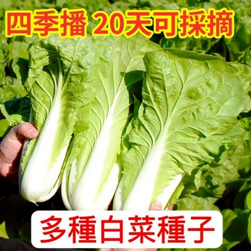 現貨 奶油小白菜種子 （500粒）四季菜園蔬菜奶油快菜7天發芽 20天採摘 香甜營養 紫白菜蔬菜 陽臺庭院蔬菜菜種植