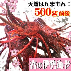 訳アリ活き〆伊勢海老　500gセット(1～3尾)天然高知県産　刺身OK!誰でも簡単調理説明書付き。