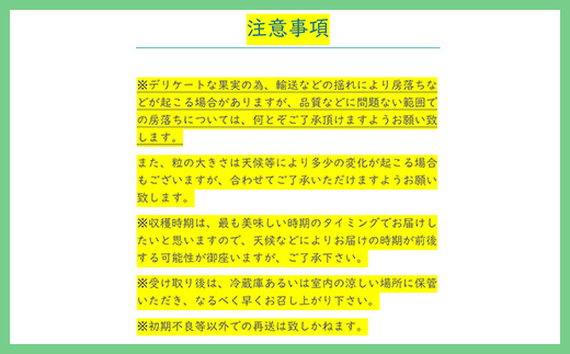 2024年発送分 シャインマスカット 2～3房（約1.2kg） フルーツ 山梨 くだもの 大粒 人気 厳選 ブドウ ぶどう 葡萄  富士川町（C4101）