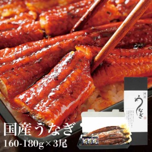 うなぎ蒲焼き 大サイズ (160-180g×3尾) 愛知県産 タレ付 備長炭 御中元 ウナギ 丑の日 鰻