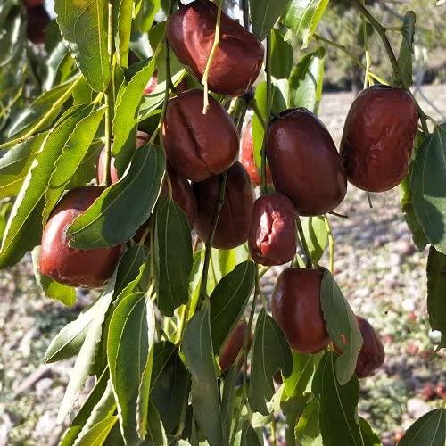 もりひさ屋 輝紫なつめ キシナツメ 500g 砂糖不使用 無農薬栽培 蒸して乾燥した添加物不使用の黒なつめ