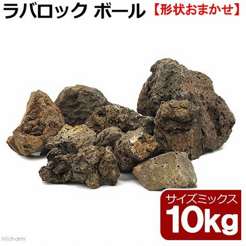 店 ジェックス バクテリア付溶岩石 黒 小 3個 Shipsctc Org