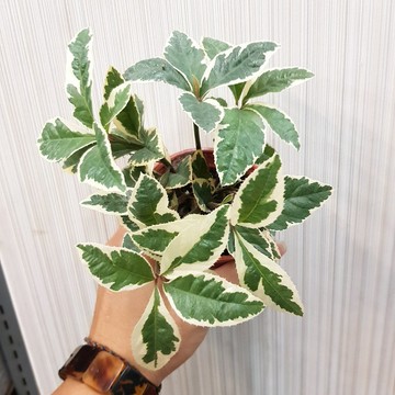 P老闆園藝~斑葉十兩金 3吋盆