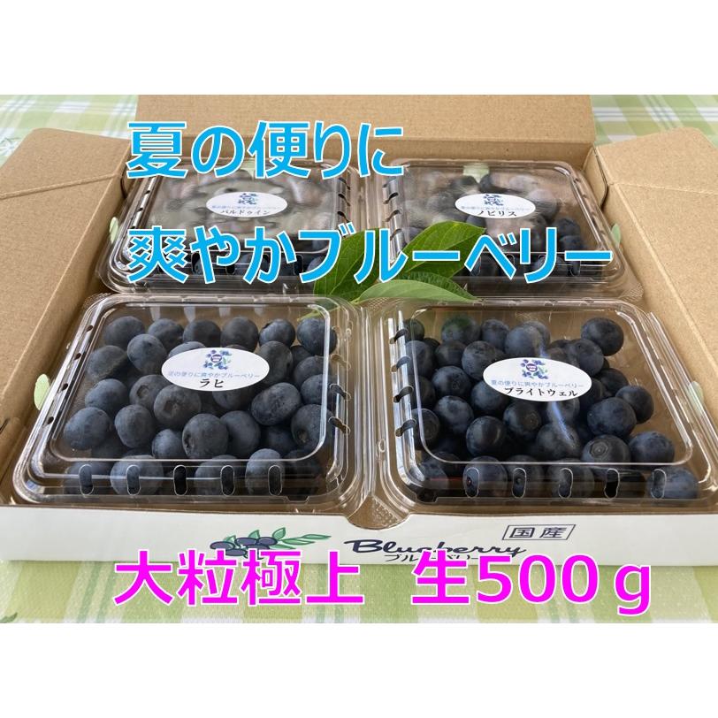 ブルーベーリー　生500g