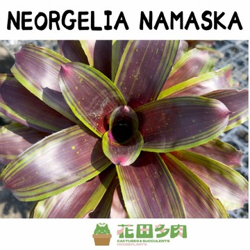 《花田多肉》🌵【Neorgelia Namaska】 4吋盆 積水鳳梨/觀賞植物/雨林植物/多肉/戶外植物/園藝/盆栽