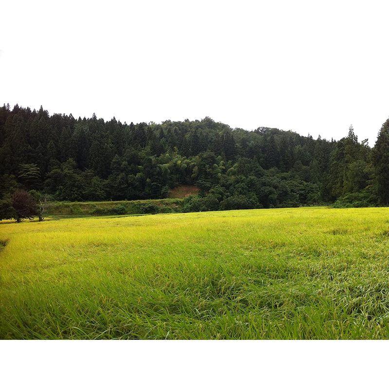 令和4年産 新潟県産里山のコシヒカリ 白米 (10?（２k×5）)窒素ガス充填パック包装