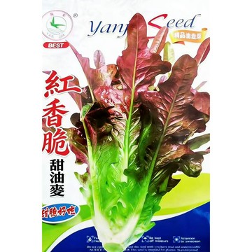 【正宗原裝 】台灣紅油麥菜種子 葉用蔬菜 生菜萵苣 當季菜籽 家庭菜園 陽台盆栽 四季可播 脆甜爽口 耐熱快收 新手友善