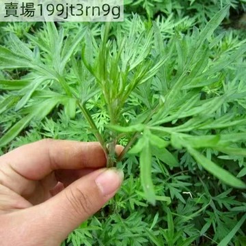 現貨 艾葉種子（500粒）四季種植 艾草種子 艾葉香草 藥用食用艾草種子四季播種 香艾絨籽 多年生 盆栽庭院 易種植